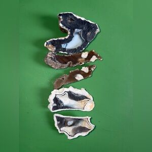 AGATIZED CORAL